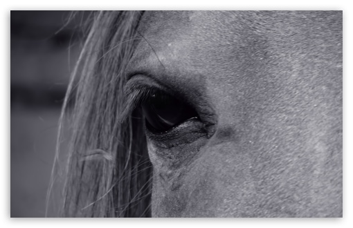 Horse Eye UltraHD Wallpaper for Wide 16:10 5:3 Widescreen WHXGA WQXGA WUXGA WXGA WGA ; 8K UHD TV 16:9 Ultra High Definition 2160p 1440p 1080p 900p 720p ; UHD 16:9 2160p 1440p 1080p 900p 720p ; Standard 4:3 5:4 3:2 Fullscreen UXGA XGA SVGA QSXGA SXGA DVGA HVGA HQVGA ( Apple PowerBook G4 iPhone 4 3G 3GS iPod Touch ) ; Tablet 1:1 ; iPad 1/2/Mini ; Mobile 4:3 5:3 3:2 16:9 5:4 - UXGA XGA SVGA WGA DVGA HVGA HQVGA ( Apple PowerBook G4 iPhone 4 3G 3GS iPod Touch ) 2160p 1440p 1080p 900p 720p QSXGA SXGA ;