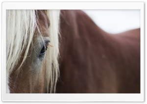Horse Eyes Ultra HD Wallpaper for 4K UHD Widescreen desktop, tablet & smartphone