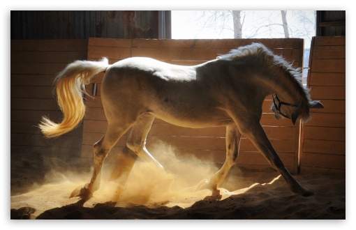 Horse In Corral UltraHD Wallpaper for HD 16:9 ; Widescreen 16:10 5:3 ; Fullscreen 4:3 3:2 ;