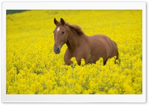 Horse In Flower Field Ultra HD Wallpaper for 4K UHD Widescreen desktop, tablet & smartphone