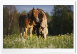 Horse In Meadow Ultra HD Wallpaper for 4K UHD Widescreen desktop, tablet & smartphone