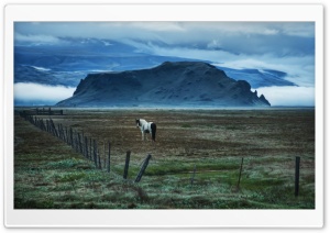 Horse In Open Field Ultra HD Wallpaper for 4K UHD Widescreen desktop, tablet & smartphone