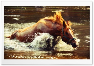 Horse In Water Ultra HD Wallpaper for 4K UHD Widescreen desktop, tablet & smartphone