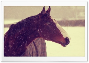 Horse In Winter Ultra HD Wallpaper for 4K UHD Widescreen desktop, tablet & smartphone