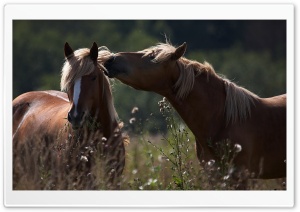 Horse Kiss Ultra HD Wallpaper for 4K UHD Widescreen desktop, tablet & smartphone