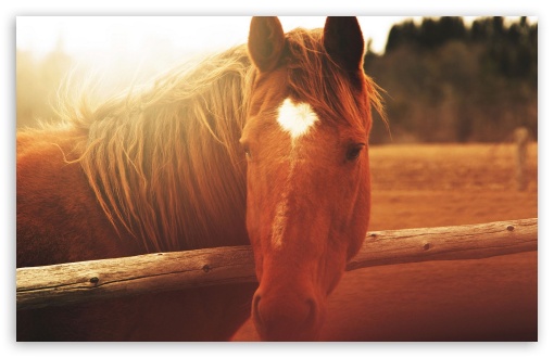 Horse Light UltraHD Wallpaper for HD 16:9 ; Widescreen 16:10 5:3 ; Fullscreen 4:3 5:4 3:2 ; Tablet 1:1 ; Mobile 3:5 3:4 ;