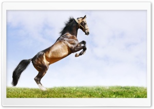 Horse On Hind Legs Ultra HD Wallpaper for 4K UHD Widescreen desktop, tablet & smartphone