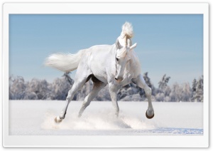 Horse Playing In Fresh Snow 4K UHD Wallpaper for Widescreen and UltraWide Desktop, UltraHD TV, Smartphone, Tablet