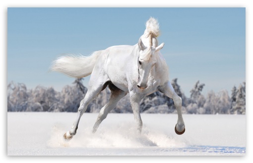 Horse Playing In Fresh Snow UltraHD Wallpaper for UHD 16:9 ; HD 16:9 ; Widescreen 16:10 5:3 ; Fullscreen 4:3 5:4 3:2 ; Tablet 1:1 ;