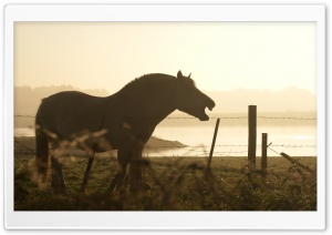 Horse Silhouette Ultra HD Wallpaper for 4K UHD Widescreen desktop, tablet & smartphone