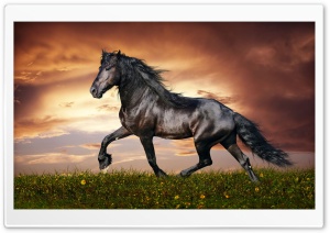 Horse Spring 4K UHD Wallpaper for Widescreen and UltraWide Desktop, UltraHD TV, Smartphone, Tablet