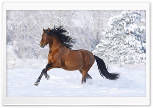 Horse, Winter Ultra HD Wallpaper for 4K UHD Widescreen desktop, tablet & smartphone