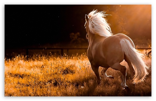 Best Horse Wallpaper Designs for Your Home - Timesproperty