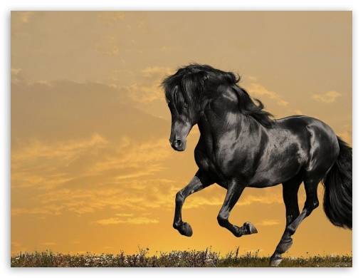 Horses UltraHD Wallpaper for Fullscreen 4:3 ;