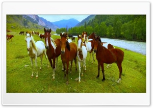Horses 4K UHD Wallpaper for Widescreen and UltraWide Desktop, UltraHD TV, Smartphone, Tablet