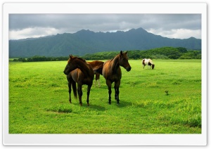 Horses 4K UHD Wallpaper for Widescreen and UltraWide Desktop, UltraHD TV, Smartphone, Tablet
