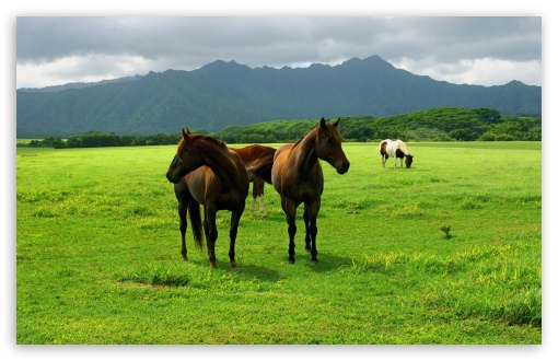 Horses UltraHD Wallpaper for Widescreen 16:10 ;