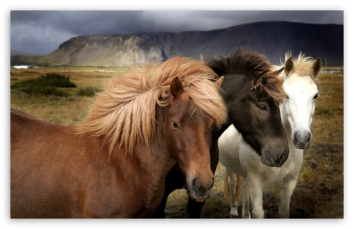 Horses UltraHD Wallpaper for 8K UHD TV 16:9 Ultra High Definition 2160p 1440p 1080p 900p 720p ; Widescreen 16:10 5:3 WHXGA WQXGA WUXGA WXGA WGA ; Fullscreen 4:3 5:4 3:2 UXGA XGA SVGA QSXGA SXGA DVGA HVGA HQVGA ( Apple PowerBook G4 iPhone 4 3G 3GS iPod Touch ) ; Tablet 1:1 ; Mobile 3:4 - ;