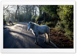 Horses, England Ultra HD Wallpaper for 4K UHD Widescreen desktop, tablet & smartphone