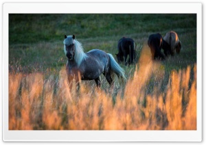 Horses, Field, Golden Grass, Nature Photography Ultra HD Wallpaper for 4K UHD Widescreen desktop, tablet & smartphone