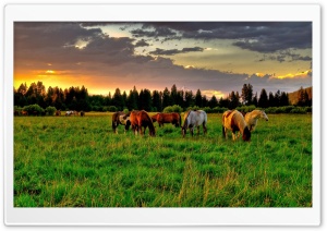 Horses Grazing In A Field Ultra HD Wallpaper for 4K UHD Widescreen desktop, tablet & smartphone
