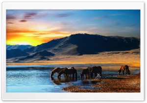 Horses, hills, sunset, animals Ultra HD Wallpaper for 4K UHD Widescreen desktop, tablet & smartphone