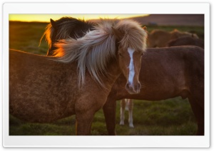 Horses In Iceland Ultra HD Wallpaper for 4K UHD Widescreen desktop, tablet & smartphone