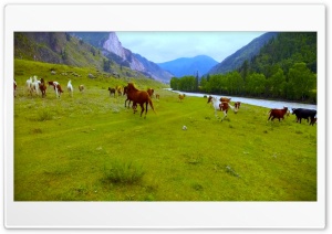 Horses in the mountains 4K UHD Wallpaper for Widescreen and UltraWide Desktop, UltraHD TV, Smartphone, Tablet