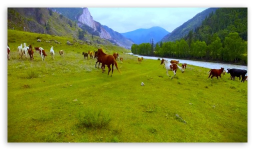 Horses in the mountains UltraHD Wallpaper for HD 16:9 ;