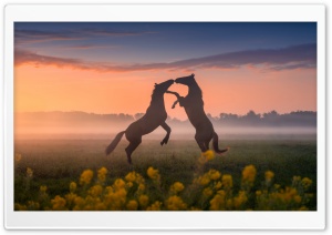 Horses, Love, Animals, Landscape, Standing Up, Sunset, Mist 4K UHD Wallpaper for Widescreen and UltraWide Desktop, UltraHD TV, Smartphone, Tablet
