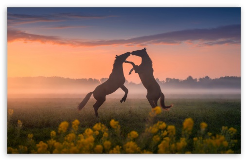 Horses, Love, Animals, Landscape, Standing Up, Sunset, Mist UltraHD Wallpaper for UHD 16:9 ; HD 16:9 ; UltraWide 21:9 24:10 32:9 32:10 ; Widescreen 16:10 5:3 ; Fullscreen 4:3 5:4 3:2 ; Tablet 1:1 ; Mobile 9:16 9:19.5 9:20 10:16 2:3 3:5 3:4 ; Dual 16:10 5:3 16:9 4:3 5:4 3:2 ;