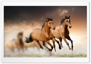 Horses Running Ultra HD Wallpaper for 4K UHD Widescreen desktop, tablet & smartphone