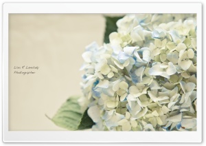 Hortensia Bouquet Ultra HD Wallpaper for 4K UHD Widescreen desktop, tablet & smartphone