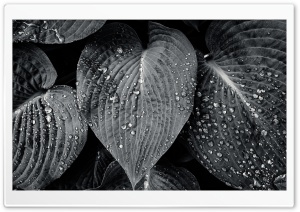 Hosta Sieboldiana Leaves Black and White, Nature Photography Ultra HD Wallpaper for 4K UHD Widescreen desktop, tablet & smartphone
