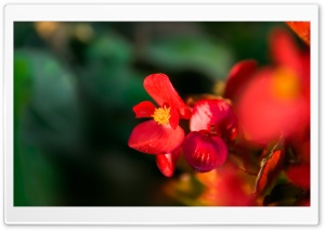 Hostblomma Ultra HD Wallpaper for 4K UHD Widescreen desktop, tablet & smartphone