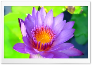 Hot Lotus Ultra HD Wallpaper for 4K UHD Widescreen desktop, tablet & smartphone