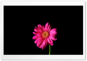 Hot Pink Gerber Daisy Ultra HD Wallpaper for 4K UHD Widescreen desktop, tablet & smartphone