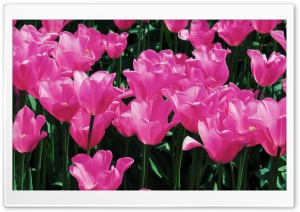 Hot Pink Tulips Ultra HD Wallpaper for 4K UHD Widescreen desktop, tablet & smartphone