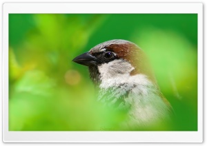 House Sparrow Ultra HD Wallpaper for 4K UHD Widescreen desktop, tablet & smartphone