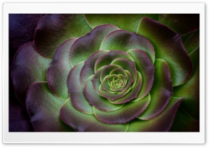 Houseleek Succulent Plant Ultra HD Wallpaper for 4K UHD Widescreen desktop, tablet & smartphone