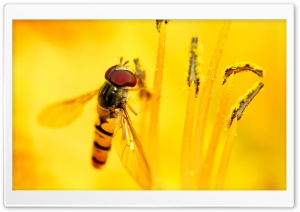 Hoverflies Ultra HD Wallpaper for 4K UHD Widescreen desktop, tablet & smartphone