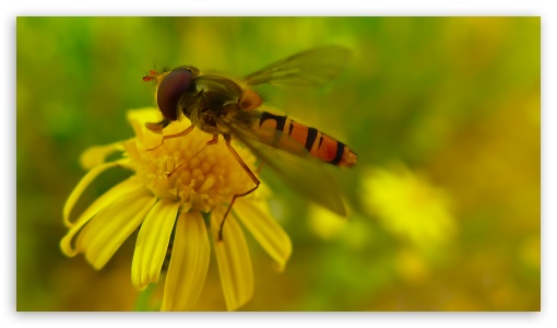 Hoverfly UltraHD Wallpaper for HD 16:9 ;