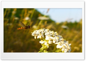 Hoverfly Ultra HD Wallpaper for 4K UHD Widescreen Desktop, Lockscreen, Screensaver, TV, Tablet, Smartphone