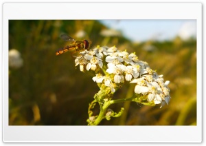 Hoverfly Ultra HD Wallpaper for 4K UHD Widescreen Desktop, Lockscreen, Screensaver, TV, Tablet, Smartphone