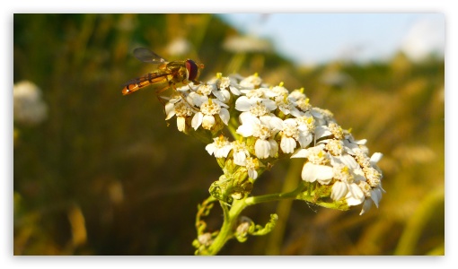 Hoverfly UltraHD Wallpaper for HD 16:9 ;