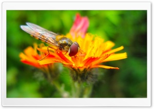 Hoverfly On A Orange Flower Ultra HD Wallpaper for 4K UHD Widescreen desktop, tablet & smartphone