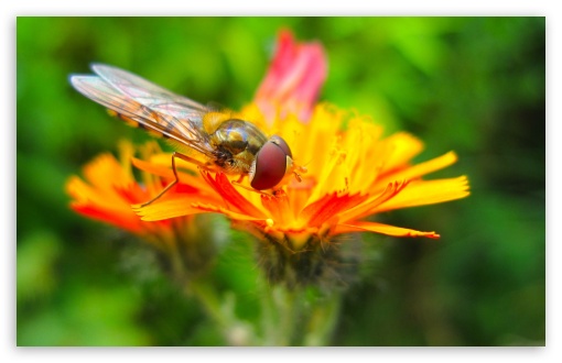 Hoverfly On A Orange Flower UltraHD Wallpaper for UHD 16:9 2160p 1440p 1080p 900p 720p ; 8K UHD TV 16:9 Ultra High Definition 2160p 1440p 1080p 900p 720p ; UltraWide 32:10 ; Widescreen 16:10 5:3 WHXGA WQXGA WUXGA WXGA WGA ; Fullscreen 4:3 5:4 3:2 UXGA XGA SVGA QSXGA SXGA DVGA HVGA HQVGA ( Apple PowerBook G4 iPhone 4 3G 3GS iPod Touch ) ; Tablet 1:1 ; Dual 16:10 4:3 5:4 WHXGA WQXGA WUXGA WXGA UXGA XGA SVGA QSXGA SXGA ;