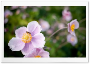 Hoverfly On A Pink Flower Ultra HD Wallpaper for 4K UHD Widescreen desktop, tablet & smartphone