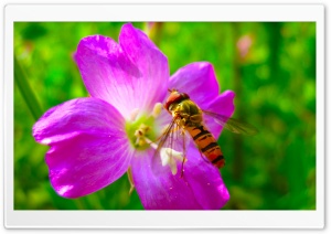 Hoverfly On Flower Ultra HD Wallpaper for 4K UHD Widescreen desktop, tablet & smartphone