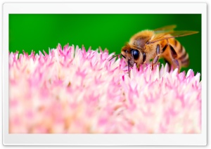 How Bees Make Honey Ultra HD Wallpaper for 4K UHD Widescreen desktop, tablet & smartphone